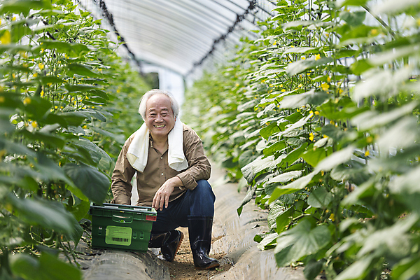 포토 JPG 주간 전신 응시 노년 남자 실내 한명 미소 앞모습 아웃포커스 바구니 농사 한국인 수확 가을 농촌 농부 귀농 70대 비닐하우스 전원생활 웅크림 오이밭 노인남자한명만 국내포토 여주시 자연요소 직업 1 시선 계절 뷰포인트 밭 농업 모션 촬영기법 표정 사람 동양인 성인 내부 생활 시골 경기도 남자한명만 노인남자만 파일형식