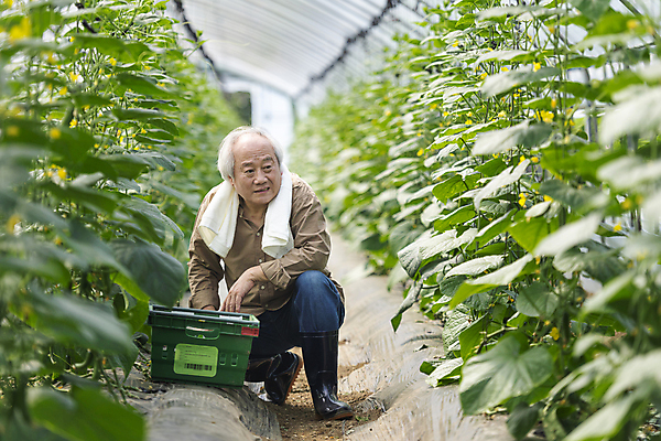 포토 JPG 주간 전신 응시 노년 남자 실내 한명 앞모습 아웃포커스 바구니 농사 한국인 수확 가을 농촌 찡그림 농부 걱정 귀농 70대 비닐하우스 전원생활 웅크림 오이밭 노인남자한명만 국내포토 여주시 자연요소 직업 1 시선 계절 감정 뷰포인트 밭 농업 모션 촬영기법 표정 사람 동양인 성인 내부 생활 시골 경기도 남자한명만 노인남자만 파일형식