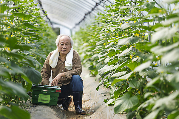 포토 JPG 주간 전신 응시 노년 남자 실내 무표정 한명 앞모습 아웃포커스 바구니 농사 한국인 수확 가을 농촌 농부 소프트포커스 걱정 귀농 70대 비닐하우스 전원생활 웅크림 오이밭 노인남자한명만 국내포토 여주시 자연요소 직업 1 시선 계절 감정 뷰포인트 밭 농업 모션 촬영기법 표정 사람 동양인 성인 내부 생활 시골 경기도 남자한명만 노인남자만 파일형식