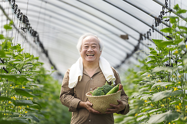 포토 JPG 주간 응시 노년 남자 실내 한명 웃음 들기 상반신 앞모습 아웃포커스 농작물 바구니 농사 한국인 가을 농촌 농부 브로콜리 귀농 70대 비닐하우스 애호박 전원생활 오이밭 노인남자한명만 로컬푸드 국내포토 여주시 자연요소 직업 1 시선 계절 뷰포인트 밭 농업 채소 모션 호박 촬영기법 표정 사람 동양인 성인 내부 생활 농산물 시골 경기도 남자한명만 노인남자만 파일형식