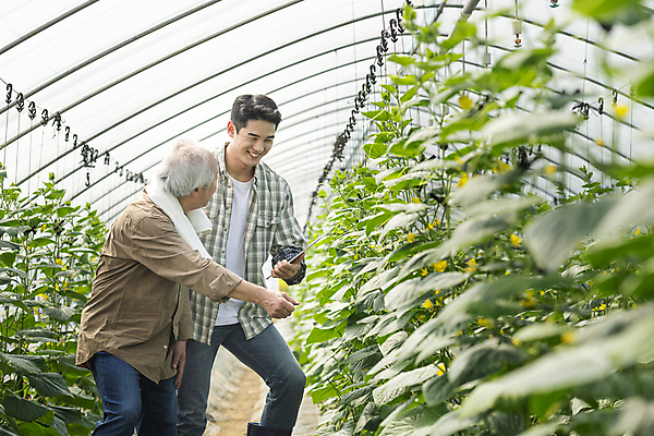 포토 JPG 주간 노년 남자 실내 미소 들기 상반신 20대 성인 두명 옆모습 태블릿 농사 한국인 가을 농촌 가르침 농부 소프트포커스 귀농 70대 비닐하우스 전원생활 오이밭 남자만 스마트팜 청년농부 국내포토 여주시 자연요소 직업 계절 교육 뷰포인트 밭 농업 모션 촬영기법 표정 사람 동양인 청년 내부 생활 전자제품 스마트기기 농장 시골 경기도 파일형식