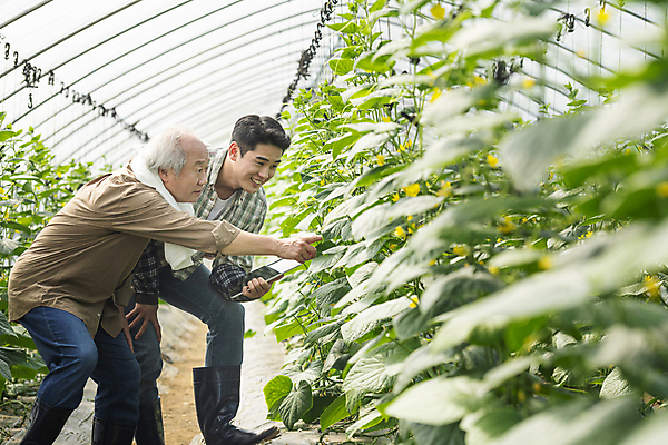 포토 JPG 주간 전신 응시 노년 남자 실내 허리숙이기 미소 들기 상반신 20대 성인 두명 옆모습 태블릿 농사 한국인 가을 농촌 가리킴 가르침 농부 소프트포커스 귀농 70대 비닐하우스 전원생활 오이밭 남자만 스마트팜 청년농부 국내포토 여주시 자연요소 직업 시선 계절 교육 뷰포인트 밭 농업 모션 촬영기법 표정 숙이기 사람 동양인 손짓 청년 내부 생활 전자제품 스마트기기 농장 시골 경기도 파일형식