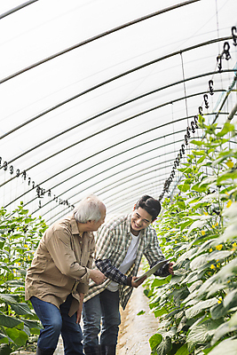 포토 JPG 주간 노년 남자 실내 미소 들기 상반신 20대 성인 두명 옆모습 태블릿 마주보기 농사 한국인 가을 농촌 가르침 농부 귀농 70대 비닐하우스 전원생활 오이밭 남자만 스마트팜 청년농부 국내포토 여주시 자연요소 직업 계절 교육 뷰포인트 밭 농업 모션 표정 사람 동양인 청년 내부 생활 전자제품 스마트기기 농장 시골 경기도 파일형식