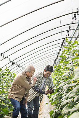 포토 JPG 주간 노년 남자 실내 미소 들기 손짓 상반신 20대 성인 두명 옆모습 태블릿 농사 한국인 가을 농촌 가르침 농부 귀농 70대 비닐하우스 전원생활 오이밭 남자만 스마트팜 청년농부 국내포토 여주시 자연요소 직업 계절 교육 뷰포인트 밭 농업 모션 표정 사람 동양인 청년 내부 생활 전자제품 스마트기기 농장 시골 경기도 파일형식