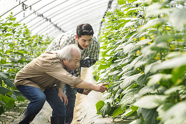 포토 JPG 주간 응시 노년 남자 실내 허리숙이기 들기 상반신 20대 성인 두명 옆모습 농사 한국인 가을 농촌 가리킴 가르침 농부 귀농 70대 비닐하우스 전원생활 손뻗기 오이밭 남자만 스마트팜 청년농부 국내포토 여주시 자연요소 직업 시선 계절 교육 뷰포인트 밭 농업 모션 숙이기 사람 동양인 손짓 청년 내부 생활 농장 시골 경기도 파일형식