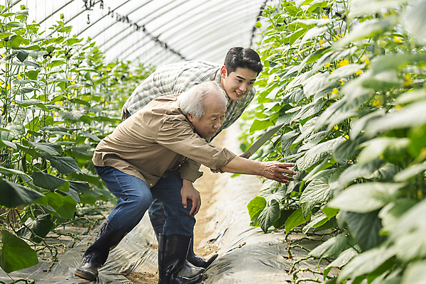 포토 JPG 주간 전신 응시 노년 남자 실내 허리숙이기 서기 미소 20대 성인 두명 옆모습 태블릿 농사 한국인 가을 농촌 관찰 가르침 농부 귀농 70대 비닐하우스 전원생활 손뻗기 오이밭 남자만 스마트팜 청년농부 국내포토 여주시 자연요소 직업 시선 계절 교육 뷰포인트 밭 농업 모션 표정 숙이기 사람 동양인 청년 내부 생활 전자제품 스마트기기 농장 시골 경기도 파일형식