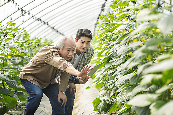 포토 JPG 주간 응시 노년 남자 실내 허리숙이기 설명 미소 들기 상반신 20대 성인 두명 옆모습 태블릿 농사 한국인 가을 농촌 가르침 농부 귀농 70대 비닐하우스 전원생활 손뻗기 오이밭 남자만 스마트팜 청년농부 국내포토 여주시 자연요소 직업 시선 계절 교육 뷰포인트 밭 농업 모션 표정 숙이기 사람 동양인 청년 내부 생활 전자제품 스마트기기 농장 시골 경기도 파일형식