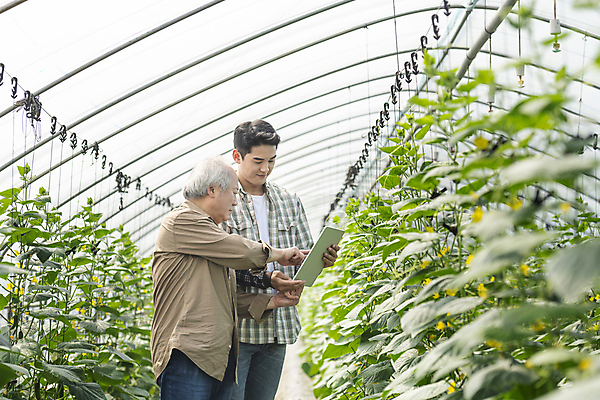 포토 JPG 주간 응시 노년 남자 실내 들기 상반신 20대 성인 두명 옆모습 태블릿 농사 한국인 가을 농촌 가리킴 가르침 농부 귀농 70대 비닐하우스 전원생활 오이밭 남자만 스마트팜 청년농부 국내포토 여주시 자연요소 직업 시선 계절 교육 뷰포인트 밭 농업 모션 사람 동양인 손짓 청년 내부 생활 전자제품 스마트기기 농장 시골 경기도 파일형식