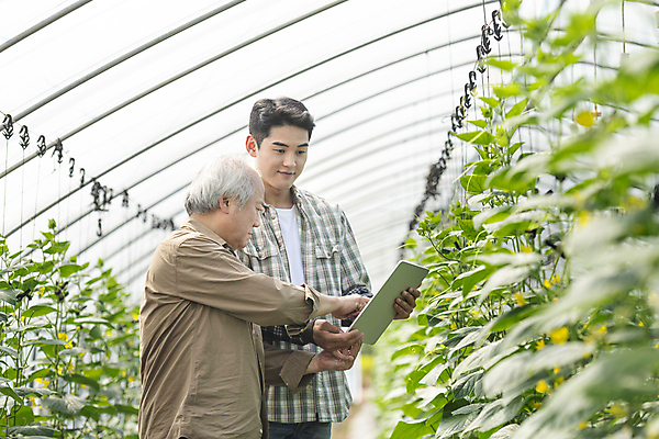 포토 JPG 주간 응시 노년 남자 실내 들기 상반신 20대 성인 두명 옆모습 태블릿 농사 한국인 가을 농촌 가리킴 가르침 농부 소프트포커스 귀농 70대 비닐하우스 전원생활 오이밭 남자만 스마트팜 청년농부 국내포토 여주시 자연요소 직업 시선 계절 교육 뷰포인트 밭 농업 모션 촬영기법 사람 동양인 손짓 청년 내부 생활 전자제품 스마트기기 농장 시골 경기도 파일형식
