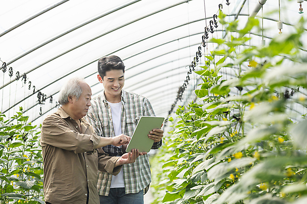 포토 JPG 주간 응시 노년 남자 실내 미소 들기 상반신 20대 성인 두명 옆모습 태블릿 농사 한국인 가을 농촌 가리킴 가르침 농부 소프트포커스 귀농 70대 비닐하우스 전원생활 오이밭 남자만 스마트팜 청년농부 국내포토 여주시 자연요소 직업 시선 계절 교육 뷰포인트 밭 농업 모션 촬영기법 표정 사람 동양인 손짓 청년 내부 생활 전자제품 스마트기기 농장 시골 경기도 파일형식