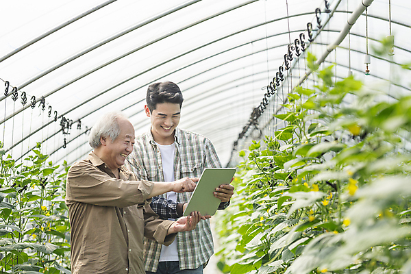 포토 JPG 주간 응시 노년 남자 실내 웃음 들기 상반신 20대 성인 두명 옆모습 태블릿 농사 한국인 가을 농촌 가리킴 가르침 농부 소프트포커스 귀농 70대 비닐하우스 전원생활 오이밭 남자만 스마트팜 청년농부 국내포토 여주시 자연요소 직업 시선 계절 교육 뷰포인트 밭 농업 모션 촬영기법 표정 사람 동양인 손짓 청년 내부 생활 전자제품 스마트기기 농장 시골 경기도 파일형식