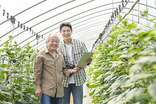 포토 JPG 주간 노년 남자 실내 웃음 들기 상반신 20대 성인 두명 앞모습 태블릿 농사 한국인 가을 농촌 농부 귀농 70대 비닐하우스 전원생활 오이밭 남자만 스마트팜 청년농부 국내포토 여주시 자연요소 직업 계절 뷰포인트 밭 농업 모션 표정 사람 동양인 청년 내부 생활 전자제품 스마트기기 농장 시골 경기도 파일형식