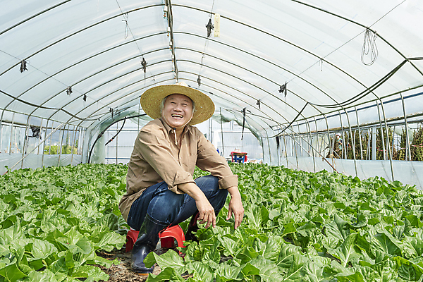 포토 JPG 주간 전신 노년 남자 밭 실내 한명 웃음 앉기 옆모습 농사 한국인 수확 가을 농촌 농부 근대 밀짚모자 귀농 70대 비닐하우스 전원생활 플라스틱의자 노인남자한명만 국내포토 여주시 자연요소 직업 모자_잡화 1 계절 뷰포인트 농업 채소 의자 모션 표정 사람 동양인 성인 내부 생활 시골 경기도 남자한명만 노인남자만 파일형식