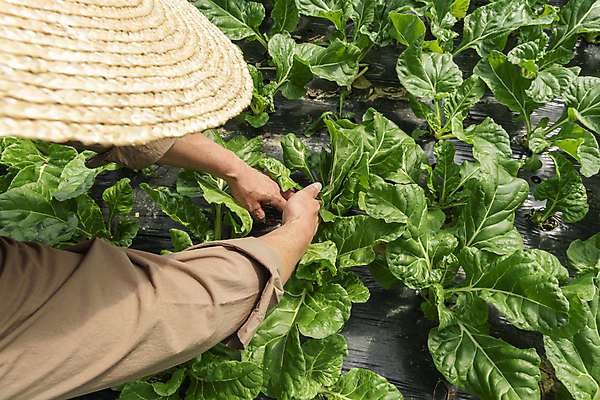 포토 JPG 주간 손 노년 남자 밭 실내 한명 상반신 뒷모습 농사 한국인 수확 가을 농촌 농부 근대 밀짚모자 귀농 70대 비닐하우스 전원생활 손뻗기 노인남자한명만 국내포토 여주시 자연요소 직업 모자_잡화 1 계절 뷰포인트 농업 채소 모션 사람 동양인 성인 내부 생활 신체부위 시골 경기도 남자한명만 노인남자만 파일형식