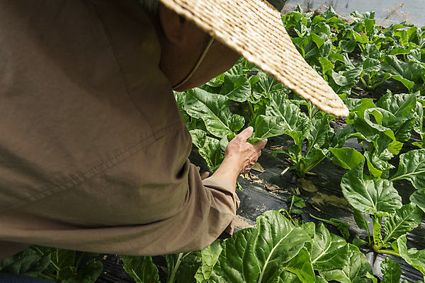 포토 JPG 주간 노년 남자 밭 실내 한명 상반신 뒷모습 농사 한국인 수확 가을 농촌 농부 근대 밀짚모자 귀농 70대 비닐하우스 전원생활 손뻗기 노인남자한명만 국내포토 여주시 자연요소 직업 모자_잡화 1 계절 뷰포인트 농업 채소 모션 사람 동양인 성인 내부 생활 시골 경기도 남자한명만 노인남자만 파일형식