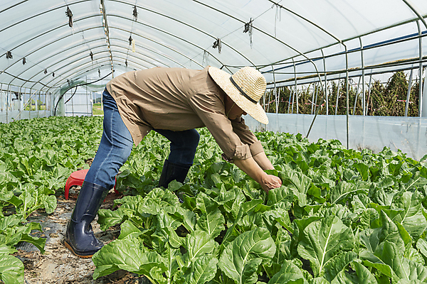 포토 JPG 주간 전신 노년 남자 밭 실내 숙이기 한명 서기 옆모습 농사 한국인 수확 가을 농촌 잡기 농부 근대 밀짚모자 귀농 70대 비닐하우스 전원생활 플라스틱의자 노인남자한명만 국내포토 여주시 자연요소 직업 모자_잡화 1 계절 뷰포인트 포즈 농업 채소 의자 모션 사람 동양인 성인 내부 생활 시골 경기도 남자한명만 노인남자만 파일형식