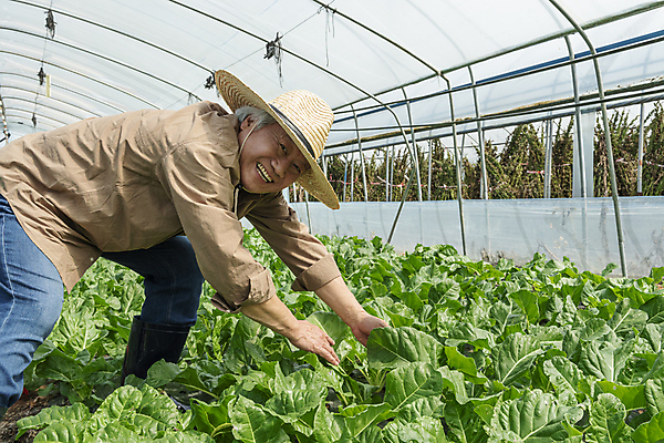 포토 JPG 주간 응시 노년 남자 밭 실내 허리숙이기 한명 미소 상반신 옆모습 농사 한국인 수확 가을 농촌 잡기 농부 근대 밀짚모자 귀농 70대 비닐하우스 전원생활 노인남자한명만 국내포토 여주시 자연요소 직업 모자_잡화 1 시선 계절 뷰포인트 농업 채소 모션 표정 숙이기 사람 동양인 성인 내부 생활 시골 경기도 남자한명만 노인남자만 파일형식