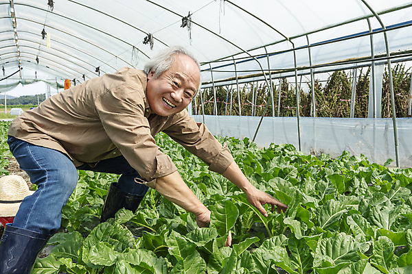 포토 JPG 주간 응시 노년 남자 밭 실내 허리숙이기 한명 미소 상반신 옆모습 농사 한국인 수확 가을 농촌 농부 근대 귀농 70대 비닐하우스 전원생활 손뻗기 노인남자한명만 국내포토 여주시 자연요소 직업 1 시선 계절 뷰포인트 농업 채소 모션 표정 숙이기 사람 동양인 성인 내부 생활 시골 경기도 남자한명만 노인남자만 파일형식