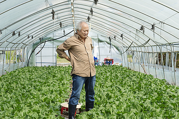 포토 JPG 주간 전신 노년 남자 밭 실내 한명 서기 옆모습 한국인 가을 농촌 찡그림 농부 근대 귀농 70대 비닐하우스 허리디스크 전원생활 허리통증 손짚기 노인남자한명만 국내포토 여주시 자연요소 직업 1 계절 뷰포인트 농업 채소 모션 표정 사람 동양인 손짓 성인 내부 생활 고통 시골 디스크_질병 경기도 남자한명만 노인남자만 파일형식