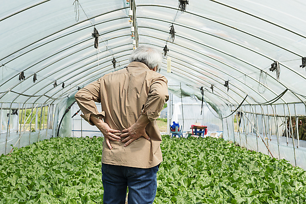 포토 JPG 주간 노년 남자 밭 실내 한명 상반신 뒷모습 한국인 가을 농촌 농부 근대 귀농 70대 비닐하우스 허리디스크 전원생활 허리통증 손짚기 노인남자한명만 국내포토 여주시 자연요소 직업 1 계절 뷰포인트 농업 채소 사람 동양인 손짓 성인 내부 생활 고통 시골 디스크_질병 경기도 남자한명만 노인남자만 파일형식
