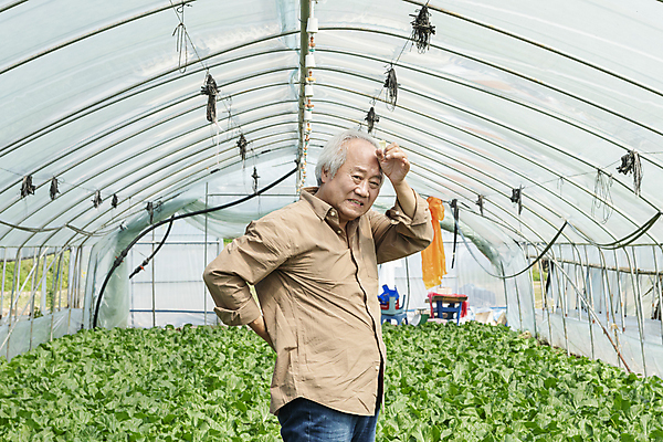포토 JPG 주간 응시 노년 남자 밭 실내 한명 손짓 상반신 옆모습 한국인 가을 농촌 농부 근대 귀농 70대 비닐하우스 허리디스크 전원생활 허리통증 손짚기 노인남자한명만 국내포토 여주시 자연요소 직업 1 시선 계절 뷰포인트 농업 채소 모션 사람 동양인 성인 내부 생활 고통 시골 디스크_질병 경기도 남자한명만 노인남자만 파일형식