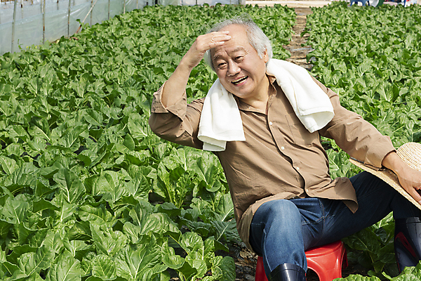 포토 JPG 주간 응시 노년 남자 밭 휴식 실내 한명 미소 앉기 상반신 앞모습 수건 손들기 농사 한국인 가을 농촌 농부 근대 밀짚모자 귀농 70대 비닐하우스 전원생활 플라스틱의자 노인남자한명만 국내포토 여주시 자연요소 직업 모자_잡화 1 시선 계절 뷰포인트 컨셉 농업 채소 의자 모션 표정 사람 동양인 성인 내부 생활 위생용품 시골 경기도 남자한명만 노인남자만 파일형식