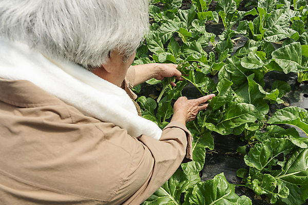 포토 JPG 주간 손 노년 남자 밭 실내 한명 상반신 뒷모습 농사 한국인 수확 가을 농촌 잡기 농부 근대 귀농 70대 비닐하우스 전원생활 노인남자한명만 국내포토 여주시 자연요소 직업 1 계절 뷰포인트 농업 채소 모션 사람 동양인 성인 내부 생활 신체부위 시골 경기도 남자한명만 노인남자만 파일형식