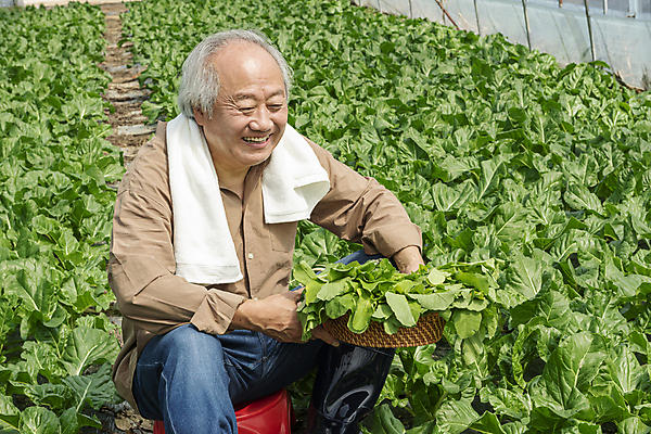 포토 JPG 주간 응시 노년 남자 밭 실내 한명 미소 들기 앉기 상반신 옆모습 수건 바구니 농사 한국인 수확 가을 농촌 농부 근대 귀농 70대 비닐하우스 전원생활 플라스틱의자 노인남자한명만 국내포토 여주시 자연요소 직업 1 시선 계절 뷰포인트 농업 채소 의자 모션 표정 사람 동양인 성인 내부 생활 위생용품 시골 경기도 남자한명만 노인남자만 파일형식