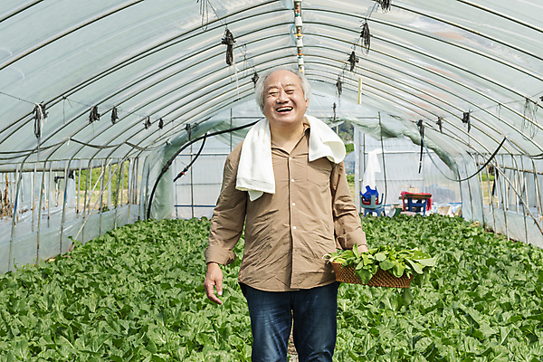 포토 JPG 주간 노년 남자 밭 실내 한명 서기 웃음 들기 상반신 앞모습 수건 바구니 농사 한국인 수확 가을 농촌 농부 근대 귀농 70대 비닐하우스 전원생활 노인남자한명만 국내포토 여주시 자연요소 직업 1 계절 뷰포인트 농업 채소 모션 표정 사람 동양인 성인 내부 생활 위생용품 시골 경기도 남자한명만 노인남자만 파일형식