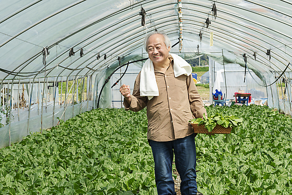 포토 JPG 주간 노년 남자 밭 실내 한명 서기 웃음 들기 상반신 앞모습 수건 바구니 농사 파이팅 주먹 한국인 수확 가을 농촌 농부 근대 귀농 70대 비닐하우스 전원생활 노인남자한명만 국내포토 여주시 자연요소 직업 1 계절 뷰포인트 농업 채소 모션 표정 사람 동양인 성인 내부 생활 위생용품 시골 경기도 남자한명만 노인남자만 파일형식