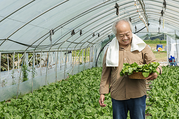 포토 JPG 주간 응시 노년 남자 밭 실내 한명 서기 미소 들기 상반신 앞모습 수건 바구니 농사 한국인 수확 가을 농촌 농부 근대 귀농 70대 비닐하우스 전원생활 노인남자한명만 국내포토 여주시 자연요소 직업 1 시선 계절 뷰포인트 농업 채소 모션 표정 사람 동양인 성인 내부 생활 위생용품 시골 경기도 남자한명만 노인남자만 파일형식