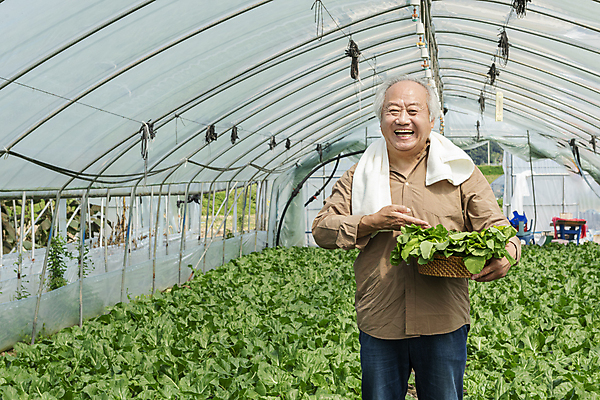 포토 JPG 주간 응시 노년 남자 밭 실내 한명 서기 웃음 들기 상반신 앞모습 수건 바구니 농사 한국인 수확 가을 농촌 농부 근대 귀농 70대 비닐하우스 전원생활 노인남자한명만 국내포토 여주시 자연요소 직업 1 시선 계절 뷰포인트 농업 채소 모션 표정 사람 동양인 성인 내부 생활 위생용품 시골 경기도 남자한명만 노인남자만 파일형식