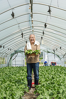 포토 JPG 주간 전신 노년 남자 밭 실내 한명 서기 웃음 들기 앞모습 수건 바구니 농사 한국인 수확 가을 농촌 농부 근대 귀농 70대 보여주기 비닐하우스 전원생활 노인남자한명만 국내포토 여주시 자연요소 직업 1 계절 뷰포인트 농업 채소 모션 표정 사람 동양인 성인 내부 생활 위생용품 시골 경기도 남자한명만 노인남자만 파일형식