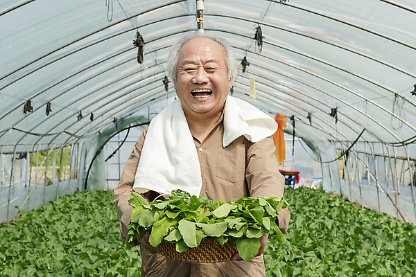 포토 JPG 주간 노년 남자 밭 실내 한명 웃음 들기 상반신 앞모습 수건 바구니 농사 한국인 수확 가을 농촌 농부 근대 귀농 70대 비닐하우스 전원생활 노인남자한명만 국내포토 여주시 자연요소 직업 1 계절 뷰포인트 농업 채소 모션 표정 사람 동양인 성인 내부 생활 위생용품 시골 경기도 남자한명만 노인남자만 파일형식