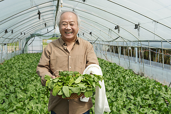 포토 JPG 주간 응시 노년 남자 밭 실내 한명 웃음 들기 상반신 앞모습 수건 바구니 농사 한국인 수확 가을 농촌 농부 근대 귀농 70대 비닐하우스 전원생활 노인남자한명만 국내포토 여주시 자연요소 직업 1 시선 계절 뷰포인트 농업 채소 모션 표정 사람 동양인 성인 내부 생활 위생용품 시골 경기도 남자한명만 노인남자만 파일형식