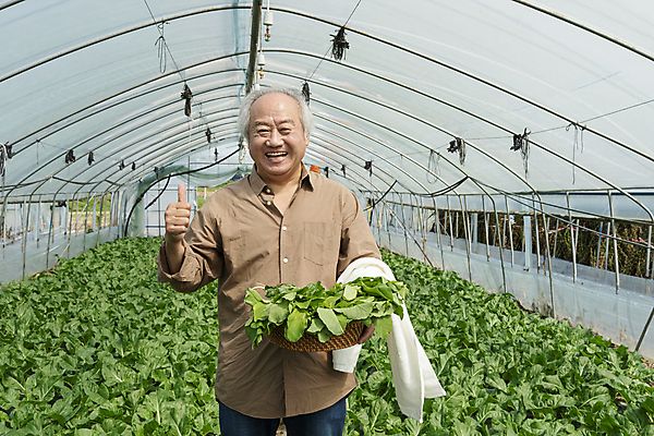 포토 JPG 주간 응시 노년 남자 밭 실내 한명 웃음 들기 상반신 앞모습 수건 바구니 농사 한국인 수확 가을 농촌 최고 농부 근대 귀농 70대 따봉 비닐하우스 전원생활 노인남자한명만 국내포토 여주시 자연요소 직업 1 시선 계절 뷰포인트 농업 채소 모션 표정 사람 동양인 성인 내부 생활 위생용품 시골 경기도 남자한명만 노인남자만 파일형식