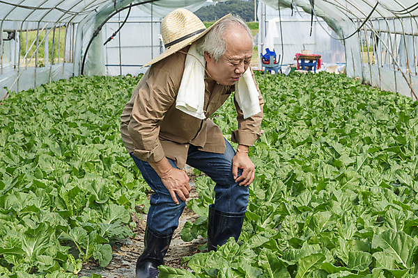 포토 JPG 주간 전신 노년 남자 밭 실내 숙이기 한명 서기 옆모습 수건 한국인 가을 농촌 찡그림 농부 근대 밀짚모자 귀농 70대 비닐하우스 전원생활 무릎통증 손짚기 노인남자한명만 국내포토 여주시 자연요소 직업 모자_잡화 1 계절 뷰포인트 포즈 농업 채소 모션 표정 사람 동양인 손짓 성인 내부 생활 위생용품 고통 시골 경기도 남자한명만 노인남자만 파일형식