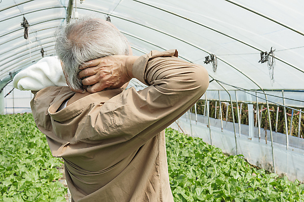 포토 JPG 주간 노년 남자 밭 실내 한명 상반신 뒷모습 수건 한국인 가을 농촌 농부 근대 두통 귀농 70대 비닐하우스 전원생활 감싸기 뇌졸중 노인남자한명만 국내포토 여주시 자연요소 직업 1 계절 뷰포인트 농업 채소 모션 사람 동양인 성인 내부 생활 위생용품 시골 질병 경기도 남자한명만 노인남자만 파일형식