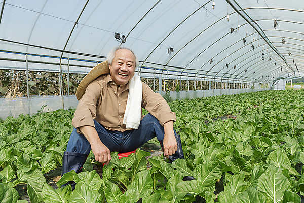 포토 JPG 주간 전신 응시 노년 남자 밭 휴식 실내 한명 웃음 앉기 앞모습 수건 한국인 가을 농촌 농부 근대 밀짚모자 귀농 70대 비닐하우스 전원생활 노인남자한명만 국내포토 여주시 자연요소 직업 모자_잡화 1 시선 계절 뷰포인트 컨셉 농업 채소 모션 표정 사람 동양인 성인 내부 생활 위생용품 시골 경기도 남자한명만 노인남자만 파일형식