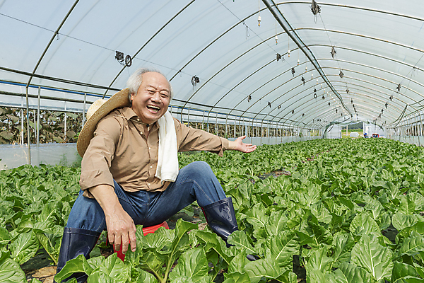 포토 JPG 주간 전신 노년 남자 밭 휴식 안내 실내 한명 웃음 앉기 옆모습 수건 손들기 한국인 가을 농촌 농부 근대 밀짚모자 귀농 70대 비닐하우스 전원생활 손뻗기 플라스틱의자 노인남자한명만 국내포토 여주시 자연요소 직업 모자_잡화 1 계절 뷰포인트 컨셉 농업 채소 의자 모션 표정 사람 동양인 성인 내부 생활 위생용품 시골 경기도 남자한명만 노인남자만 파일형식