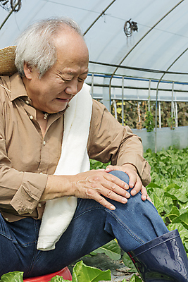 포토 JPG 주간 노년 남자 밭 실내 건강 한명 앉기 상반신 옆모습 수건 한국인 가을 농촌 잡기 찡그림 농부 근대 귀농 70대 비닐하우스 전원생활 무릎통증 노인남자한명만 국내포토 여주시 자연요소 직업 1 계절 뷰포인트 농업 채소 모션 표정 사람 동양인 성인 내부 생활 위생용품 고통 시골 경기도 남자한명만 노인남자만 파일형식