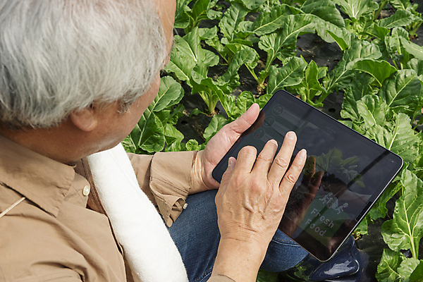 포토 JPG 주간 전신 노년 남자 밭 실내 관리 한명 들기 뒷모습 태블릿 농사 터치 한국인 가을 농촌 농부 근대 확인 귀농 70대 비닐하우스 전원생활 노인남자한명만 스마트팜 국내포토 여주시 자연요소 직업 1 계절 뷰포인트 농업 채소 모션 사람 동양인 성인 내부 생활 전자제품 스마트기기 농장 시골 경기도 남자한명만 노인남자만 파일형식