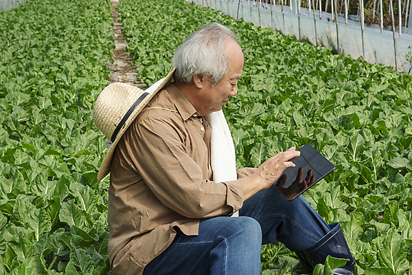 포토 JPG 주간 노년 남자 밭 실내 관리 한명 들기 앉기 상반신 옆모습 수건 태블릿 농사 터치 한국인 가을 농촌 농부 근대 확인 밀짚모자 귀농 70대 비닐하우스 전원생활 노인남자한명만 스마트팜 국내포토 여주시 자연요소 직업 모자_잡화 1 계절 뷰포인트 농업 채소 모션 사람 동양인 성인 내부 생활 전자제품 스마트기기 위생용품 농장 시골 경기도 남자한명만 노인남자만 파일형식