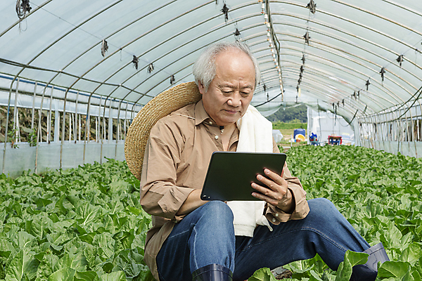 포토 JPG 주간 응시 노년 남자 밭 실내 관리 한명 들기 앉기 상반신 옆모습 수건 태블릿 농사 한국인 가을 농촌 농부 근대 확인 밀짚모자 귀농 70대 비닐하우스 전원생활 노인남자한명만 스마트팜 국내포토 여주시 자연요소 직업 모자_잡화 1 시선 계절 뷰포인트 농업 채소 모션 사람 동양인 성인 내부 생활 전자제품 스마트기기 위생용품 농장 시골 경기도 남자한명만 노인남자만 파일형식