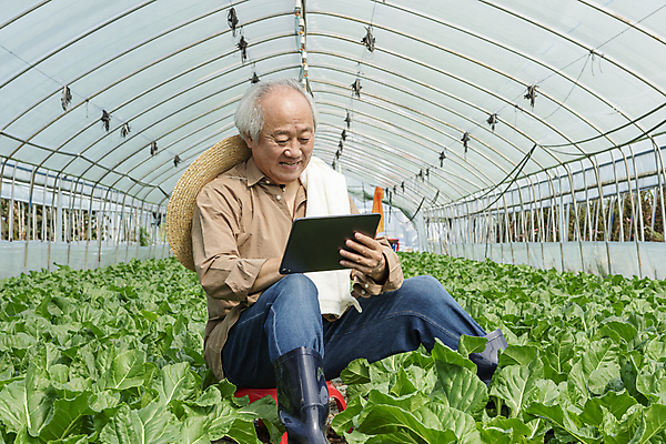 포토 JPG 주간 응시 노년 남자 밭 실내 관리 한명 미소 들기 앉기 상반신 옆모습 수건 태블릿 농사 한국인 가을 농촌 농부 근대 확인 밀짚모자 귀농 70대 비닐하우스 전원생활 노인남자한명만 스마트팜 국내포토 여주시 자연요소 직업 모자_잡화 1 시선 계절 뷰포인트 농업 채소 모션 표정 사람 동양인 성인 내부 생활 전자제품 스마트기기 위생용품 농장 시골 경기도 남자한명만 노인남자만 파일형식