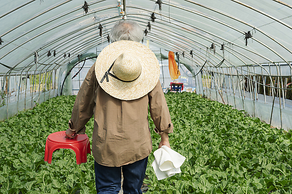 포토 JPG 주간 노년 남자 밭 실내 한명 들기 상반신 뒷모습 수건 걷기 농사 한국인 가을 농촌 농부 근대 밀짚모자 귀농 70대 비닐하우스 전원생활 플라스틱의자 노인남자한명만 국내포토 여주시 자연요소 직업 모자_잡화 1 계절 뷰포인트 농업 채소 의자 모션 사람 동양인 성인 내부 생활 위생용품 시골 경기도 남자한명만 노인남자만 파일형식