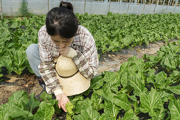 포토 JPG 주간 전신 여자 밭 실내 한명 20대 성인 앞모습 농사 한국인 가을 농촌 농부 근대 확인 걱정 밀짚모자 귀농 비닐하우스 전원생활 웅크림 성인여자한명만 국내포토 여주시 자연요소 직업 모자_잡화 1 계절 감정 뷰포인트 농업 채소 모션 사람 동양인 청년 내부 생활 시골 경기도 여자한명만 성인여자만 파일형식