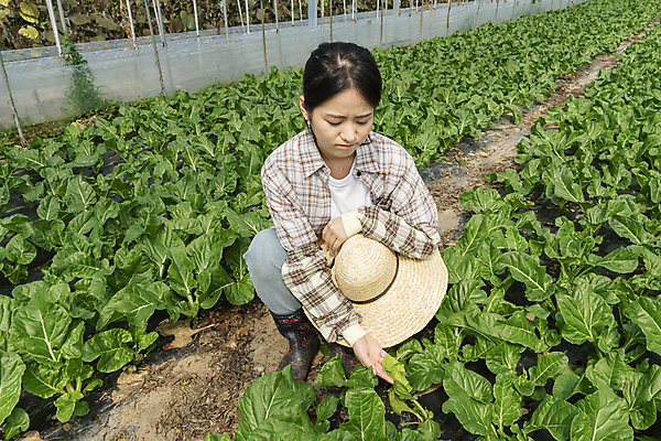 포토 JPG 주간 전신 응시 여자 밭 실내 한명 20대 성인 앞모습 농사 한국인 가을 농촌 농부 근대 확인 걱정 밀짚모자 귀농 비닐하우스 전원생활 웅크림 성인여자한명만 국내포토 여주시 자연요소 직업 모자_잡화 1 시선 계절 감정 뷰포인트 농업 채소 모션 사람 동양인 청년 내부 생활 시골 경기도 여자한명만 성인여자만 파일형식