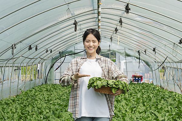 포토 JPG 주간 응시 여자 밭 실내 한명 미소 들기 상반신 20대 성인 앞모습 바구니 농사 한국인 수확 가을 농촌 농부 근대 귀농 보여주기 비닐하우스 전원생활 성인여자한명만 국내포토 여주시 자연요소 직업 1 시선 계절 뷰포인트 농업 채소 모션 표정 사람 동양인 청년 내부 생활 시골 경기도 여자한명만 성인여자만 파일형식
