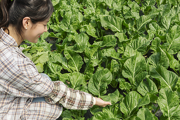 포토 JPG 주간 여자 밭 실내 한명 미소 상반신 20대 성인 옆모습 농사 만지기 한국인 수확 가을 농촌 농부 근대 귀농 비닐하우스 전원생활 성인여자한명만 국내포토 여주시 자연요소 직업 1 계절 뷰포인트 농업 채소 모션 표정 사람 동양인 청년 내부 생활 시골 경기도 여자한명만 성인여자만 파일형식